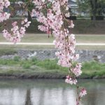 桜＠鴨川 (2)