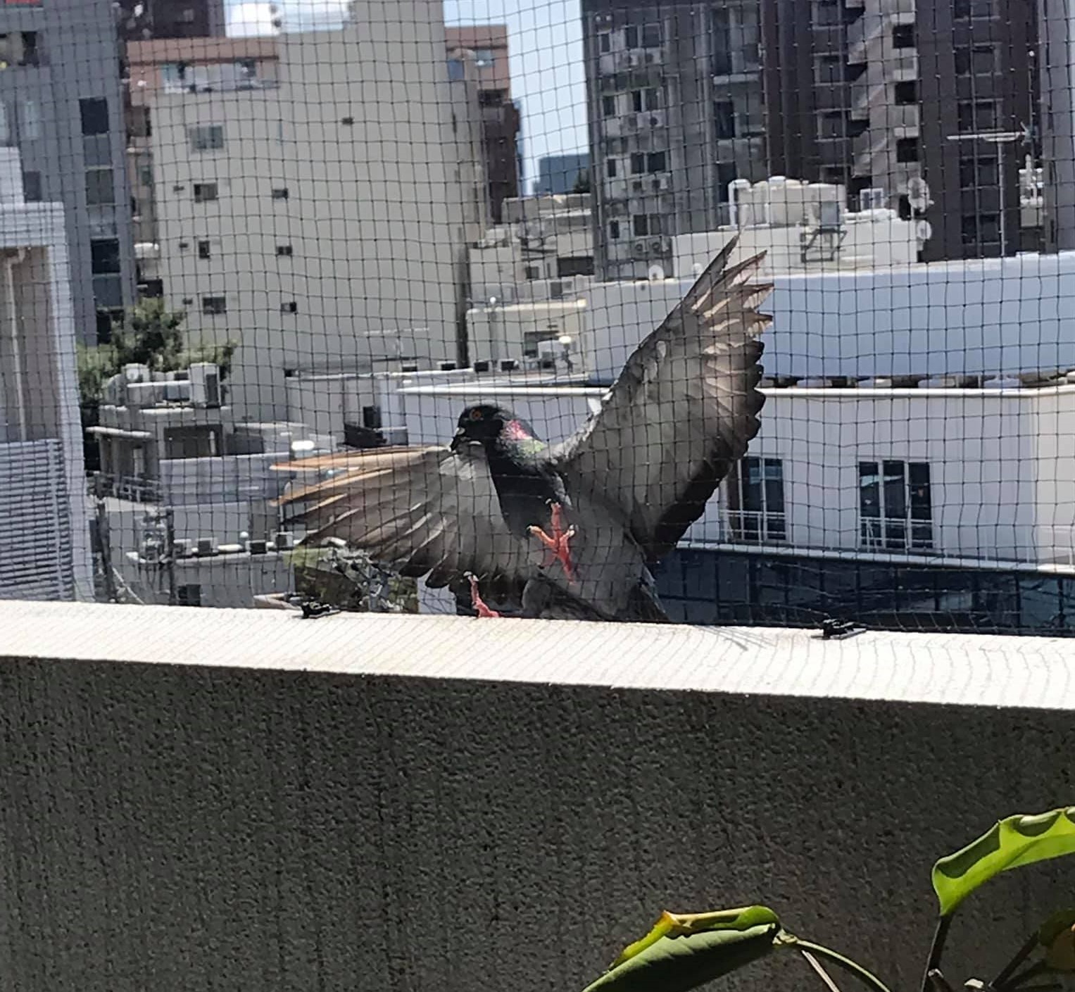 鳩との闘い 秋尾沙戸子のペリオディスタ通信